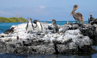 Penguins-and-Families-Isabela-Tour