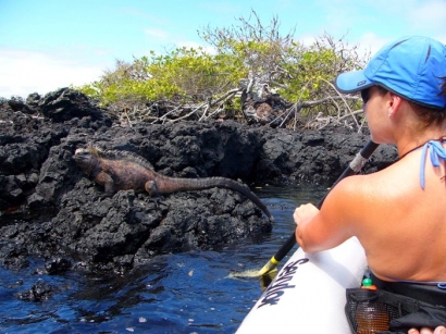 Marine-Iguanas-while-kayaking-Galapagos